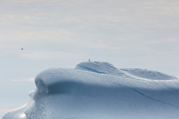Bird perched on top of sunny majestic iceberg Greenland