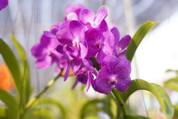 Beautiful orchid flower with isolated on white background and natural background.  Bouquet of purple and white.