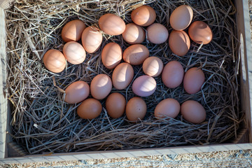 Better eggs. Close up of organic fresh farm eggs lying in a chicken nest with straw. Organic farming, animal rights, back to nature concept. Horizontal shot. Top view