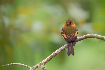 Cinnamon Flycatcher - Pyrrhomyias cinnamomeus, tiny cute flychatcher from eastern Andean slopes, San Isidro, Ecuador.