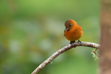Cinnamon Flycatcher - Pyrrhomyias cinnamomeus, tiny cute flychatcher from eastern Andean slopes, San Isidro, Ecuador.