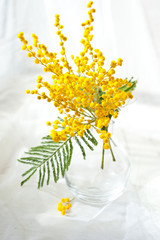 8 march. Bouquet of mimosa flowers on wooden background