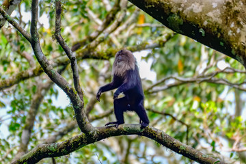 Lion Tail Macaque Monkey in Indian south green forest