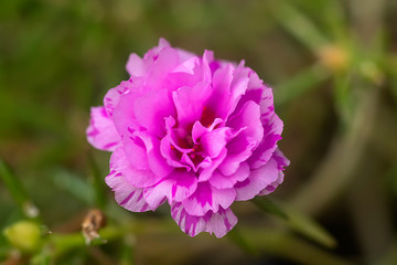 Obraz premium Close up Portulaca flower.