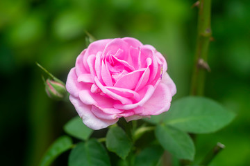 Pink Rose flower with blur background.