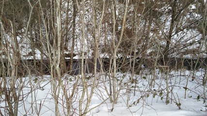 Frozen Trees in Wales