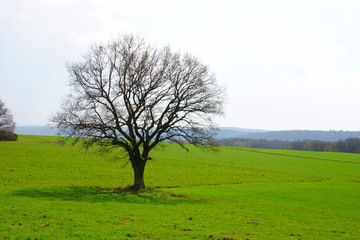 Obraz premium kahle Eiche im Frühling auf grünen Feldern im Hunsrück