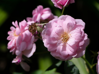 Close up small pink rose flower on dark background.