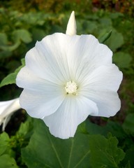 Macro shot of a white petunia flower on a green background in the garden