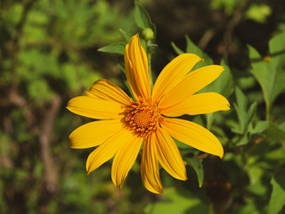 Yellow Mexican sunflower or Tithonia diversifolia flower.