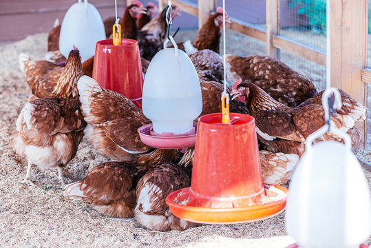 Grown by nature. Traditional free range poultry farming. Hens near bowls for drinking water. Organic farming, animal rights, back to nature concept. Horizontal shot.