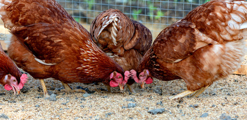 More than Just a Farm. Close up of hens in a farmyard (Gallus gallus domesticus). Organic farming, animal rights, back to nature concept. Horizontal shot. Web Banner