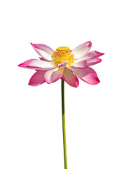 Close up of lotus flower on white background