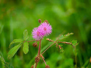 Fototapeta premium Mimosa pudica (Sensitive plant, sleepy plant, Sleeping grass