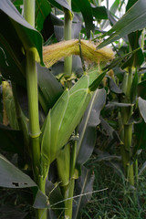 Fresh corn isolated on white background. A selective focus picture of corn cob in corn field.