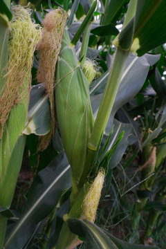 Fresh corn isolated on white background. A selective focus picture of corn cob in corn field.