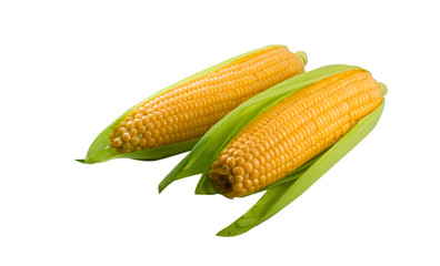 Fresh corn isolated on white background. A selective focus picture of corn cob in corn field.