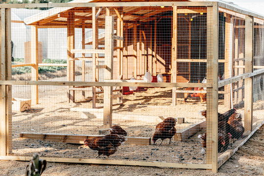 Be natural. Poultry farm on a sunny day. Chickens sit in open-air cages and eat mixed feed. Modern farming concept. Gallus domesticus. Horizontal shot
