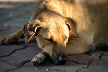 The image of a brown dog sleeping