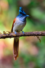 Female Paradise Flycatcher