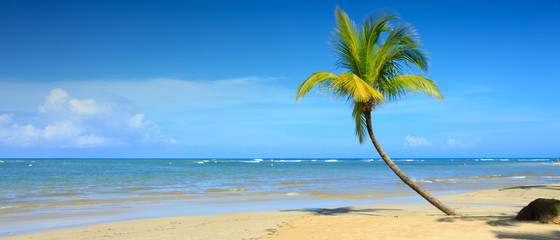 Palm tree on white tropical beach. Travel background.