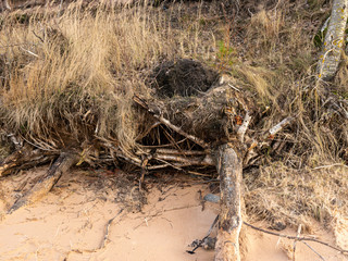 steep seashore landscape, old grass and fallen trees