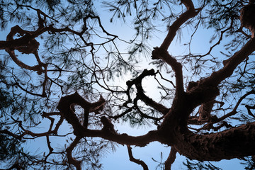 tree branches silhouette in a blue sky, bottom view