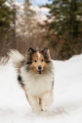 Dog running in the snow