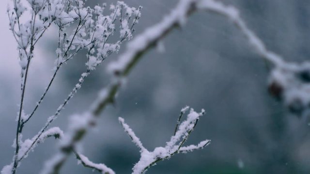 Close up plants covered by snow. Snowflakes fall on background. Winter landscape. Cold weather season change. Christmas holidays 
