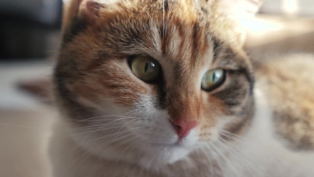 tricolor cat portrait face lies on the window light falls lifestyle on the face. pet care pet