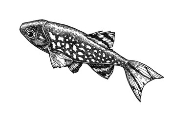 Ink drawn fish isolated from background. Aquarium fish - hand drawn illustration. Microrasbora galaxy.