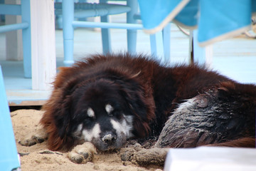 Big Dog