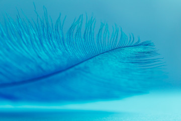 Close up of blue feather texture background