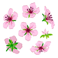 Keuken foto achterwand Tropische planten Bloem en knop roze azalea platte geïsoleerde vector kleurrijke illustratie
