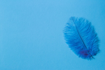 Abstract luxury background with blue bird feather