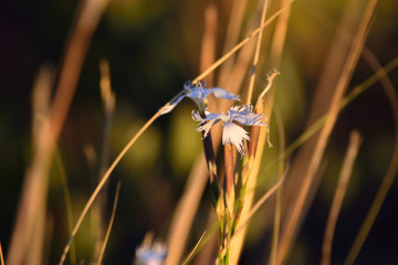 Wild Flower in the Sun Light