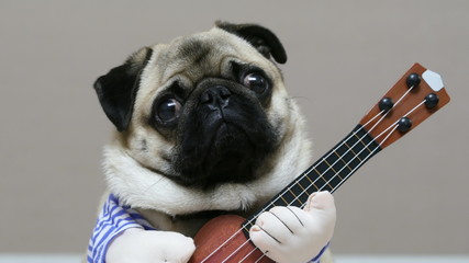Close-up portrait of surprised funny pug looks at the camera with a guitar in a festive costume,...