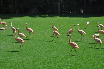 Flamingos