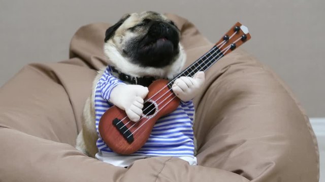 Cheerful funny pug dog singer with a guitar, yawns and sings a song, dog musician guitarist on a soft chair bag