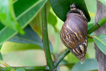 Hard shell snail perched on the leaf of Mangosteen tree.