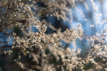 White wildflowers with soft light and blue sky background ~WINTERED~