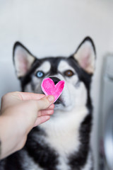  portrait of a husky dog ​​with different eye color with a heart-shaped picture on its face