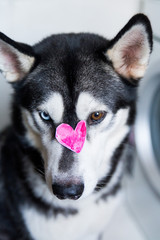 cute husky dog ​​with different eyes color with a heart on the nose