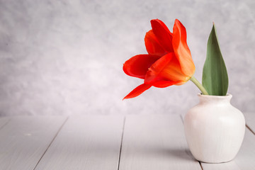 Still life with a tulip