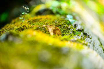 green moss on a tree, wallpaper, detailed nature texture