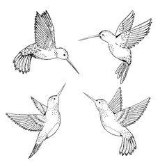 Set hummingbirds. Sketch pencil. Drawing by hand. © barberry
