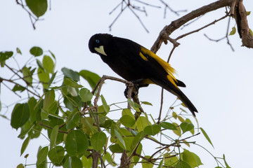 Ein freigestellter Grosser Webervogel sitzt auf einem Ast in der Seitenansicht