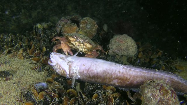 Green crab or Shore crab (Carcinus maenas) is trying to tear the fin from dead fish.