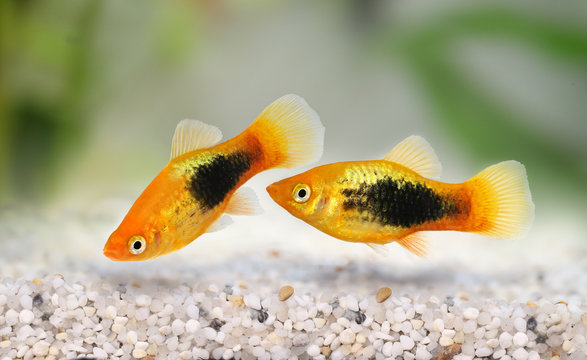 Sunburst tuxedo platy male Xiphophorus variatus tropical aquarium fish 