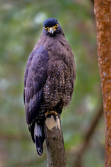 bird of prey